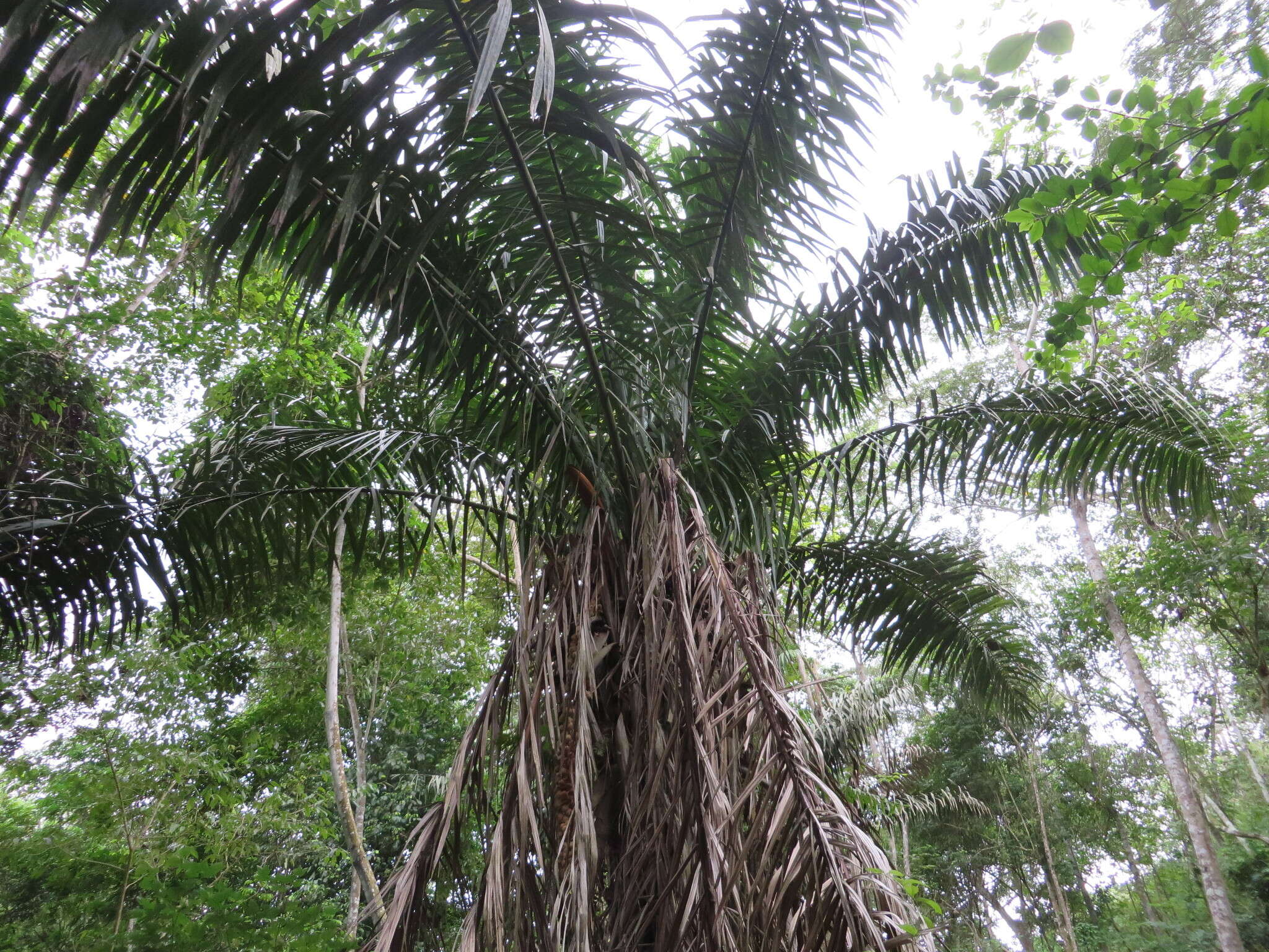 Image of Ecuadorian Ivory Palm