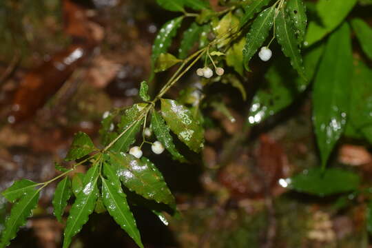 Image de Psychotria andevorantensis Bremek.