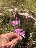 Imagem de Gladiolus varius F. Bolus