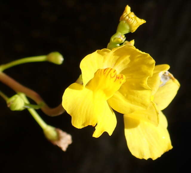 Слика од Utricularia floridana Nash