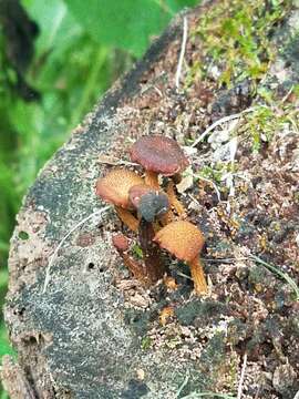 Image of Pholiota granulosa (Peck) A. H. Sm. & Hesler 1968