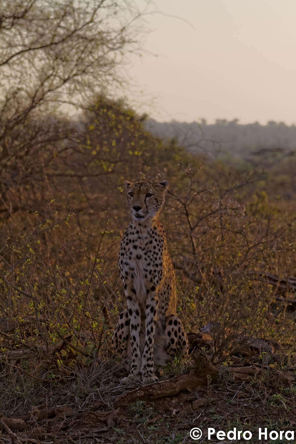 Image of Namibian cheetah