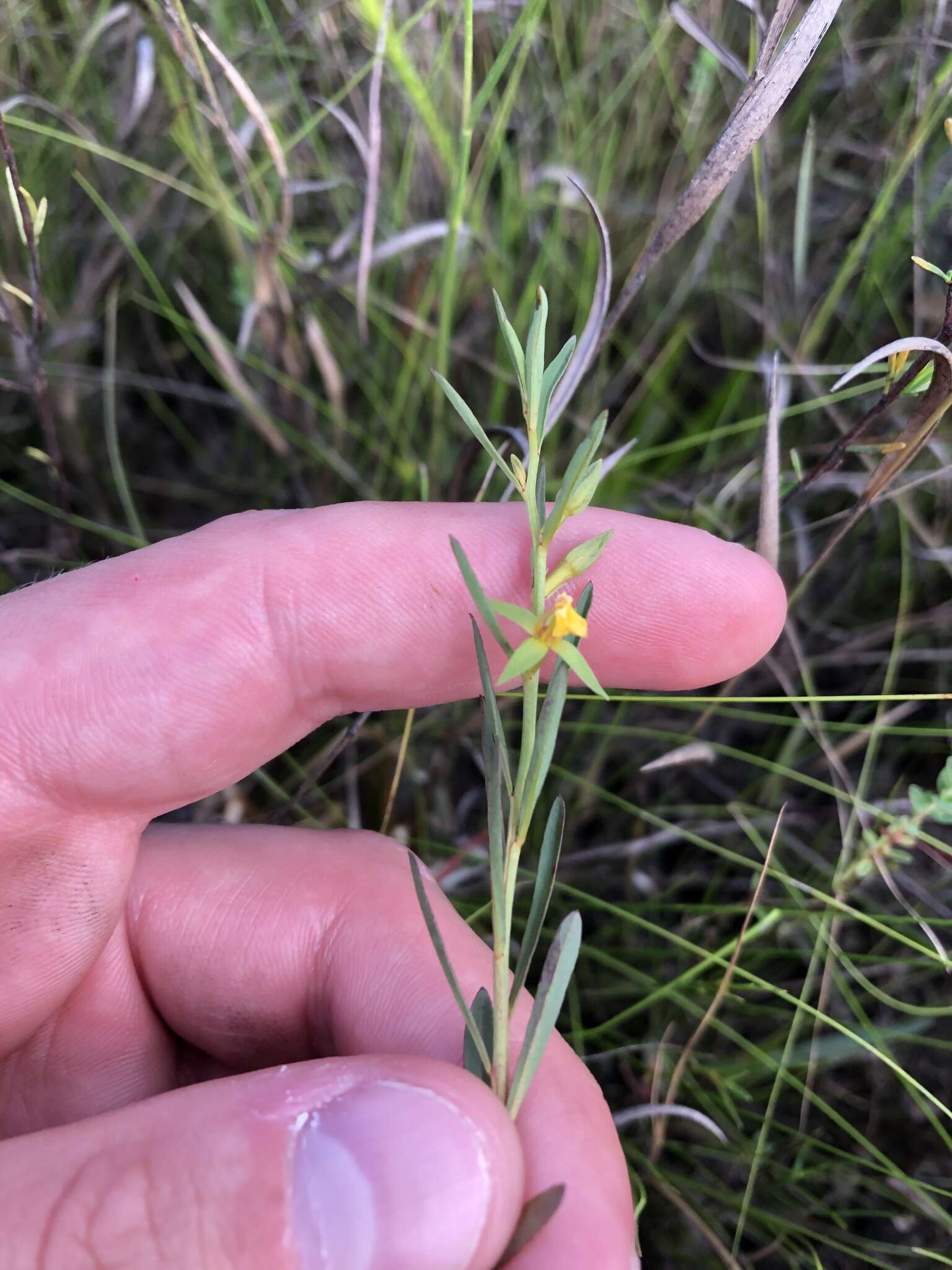 Imagem de Ludwigia linifolia Poir.