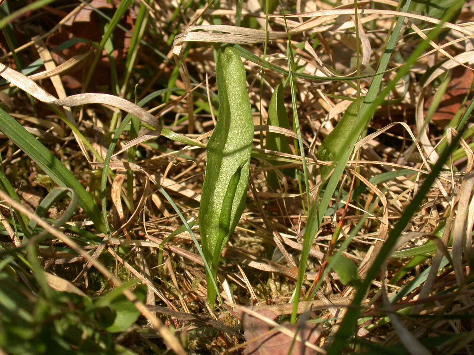 Image de Ophioglossum azoricum C. Presl