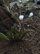 Lewisia oppositifolia (S. Wats.) B. L. Rob. resmi