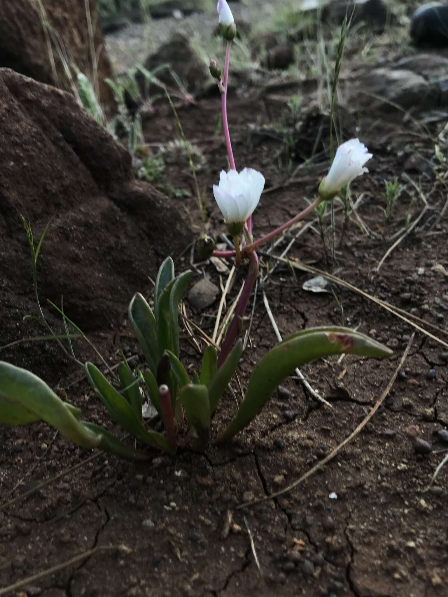 Lewisia oppositifolia (S. Wats.) B. L. Rob. resmi