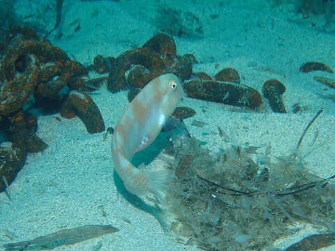 Image of Cleaver Wrasse