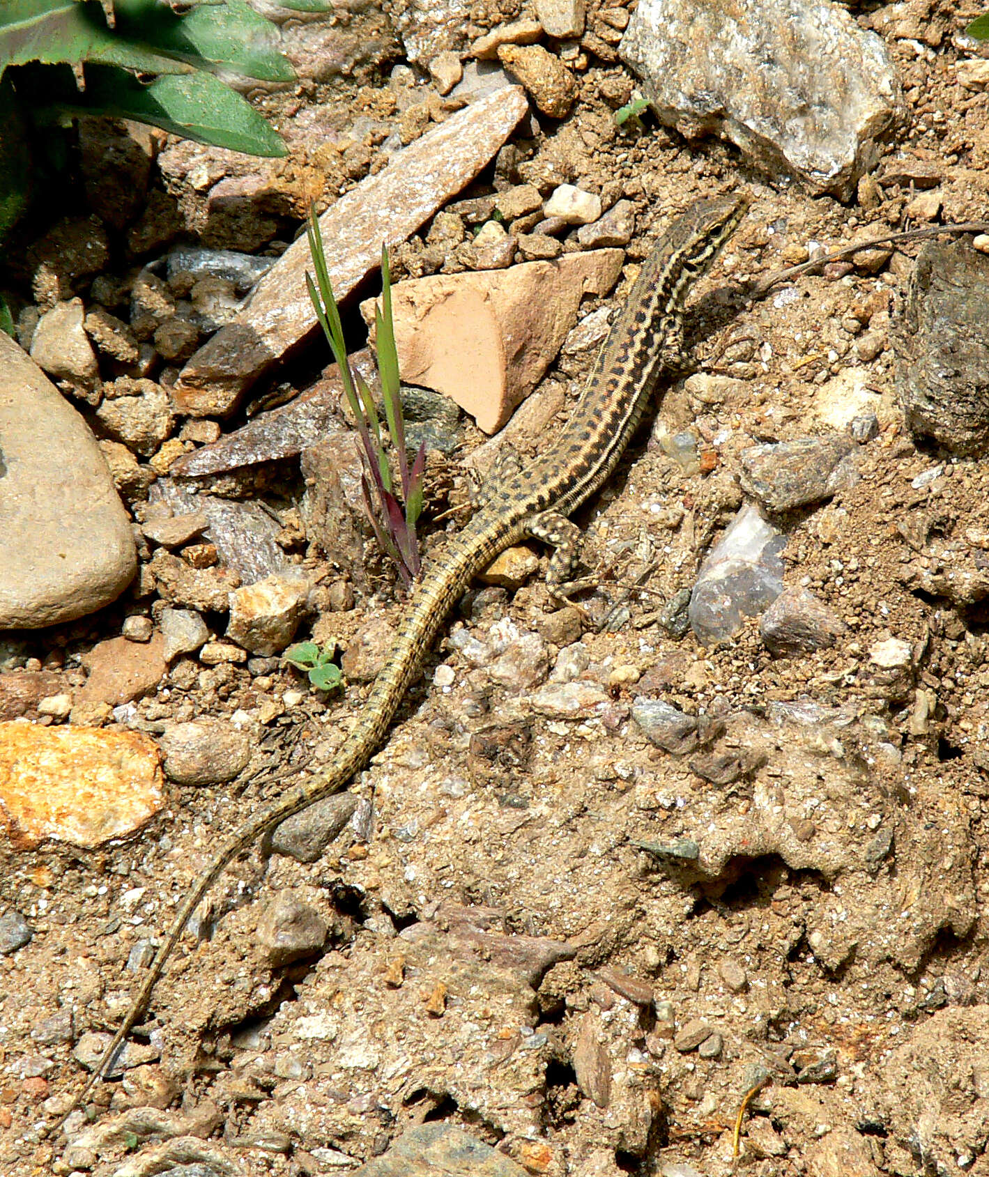 Image of Erhard's Wall Lizard