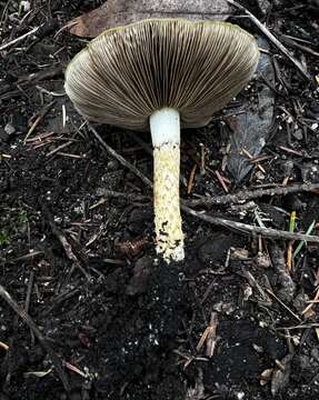 Image of Pholiota brunnescens A. H. Sm. & Hesler 1968