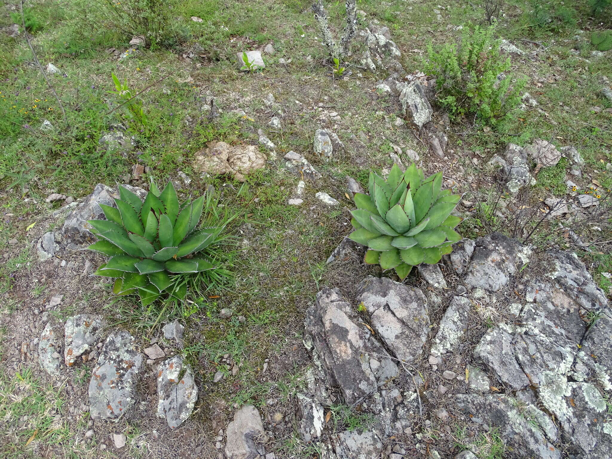 Слика од Agave obscura Schiede ex Schltdl.