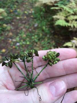 Image of eastern hemlockparsley