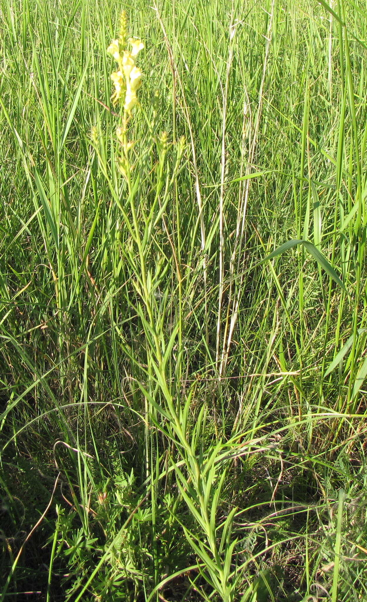 Image de Linaria biebersteinii Besser