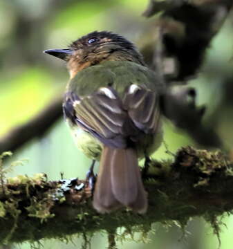 Image of Rufous-breasted Flycatcher