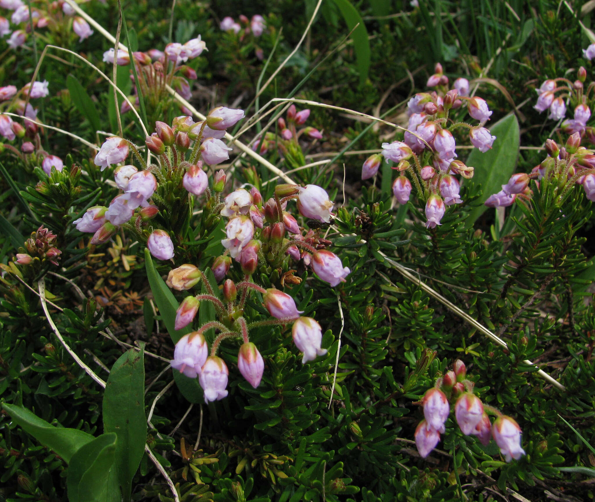 Image of mountainheath