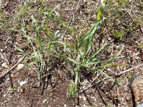 Image of Johnson grass