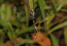 Image of Choristhemis Tillyard 1910