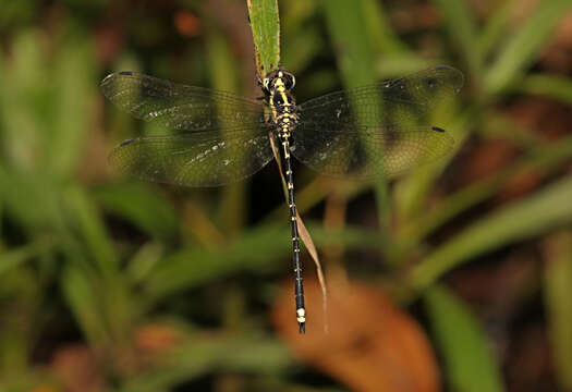 Image of Choristhemis Tillyard 1910