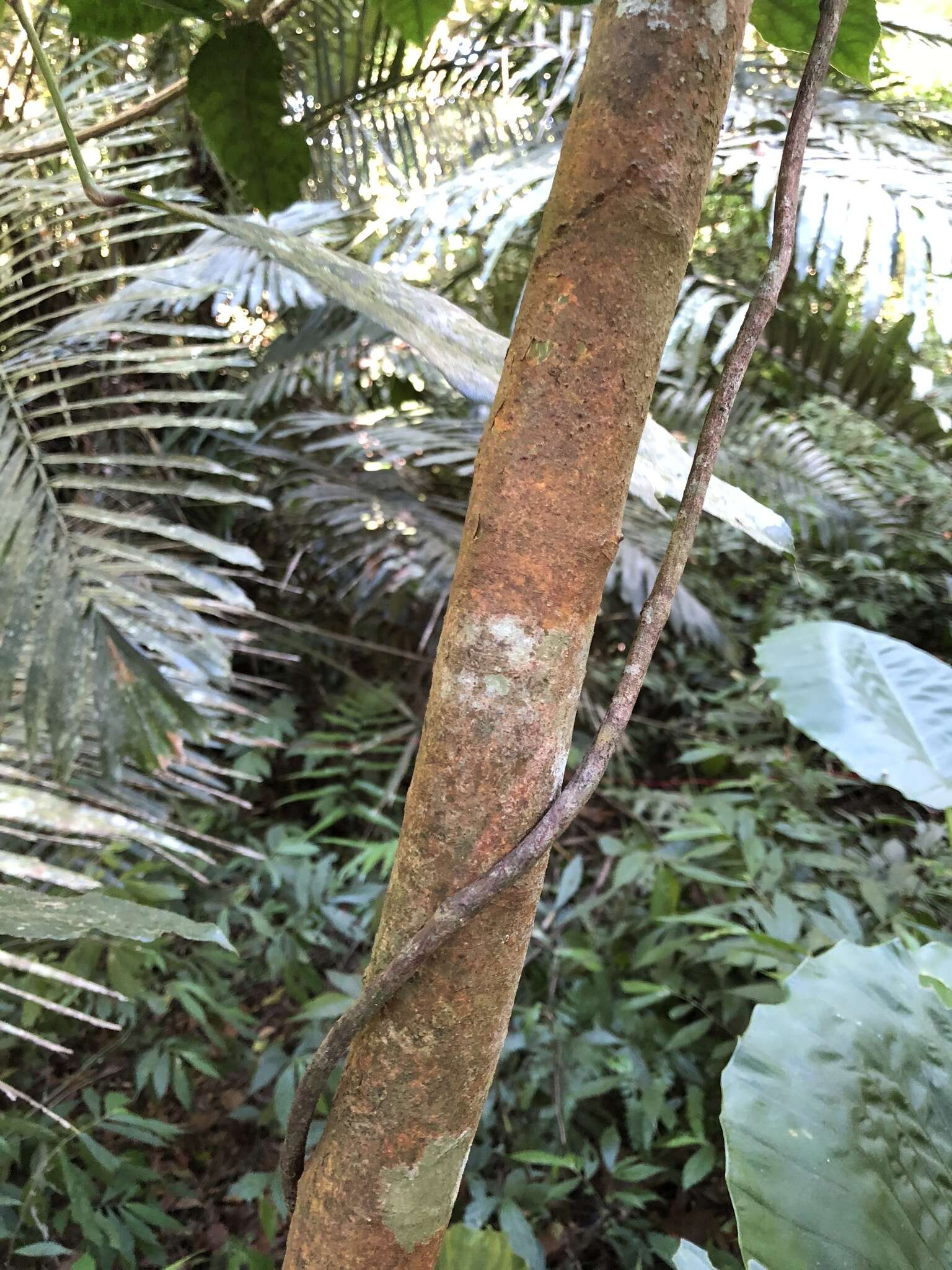 Ficus erecta var. beecheyana (Hook. & Arn.) King的圖片