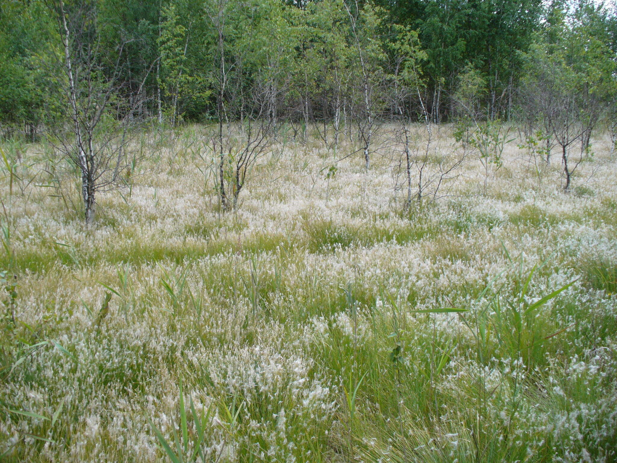 Image of alpine bulrush