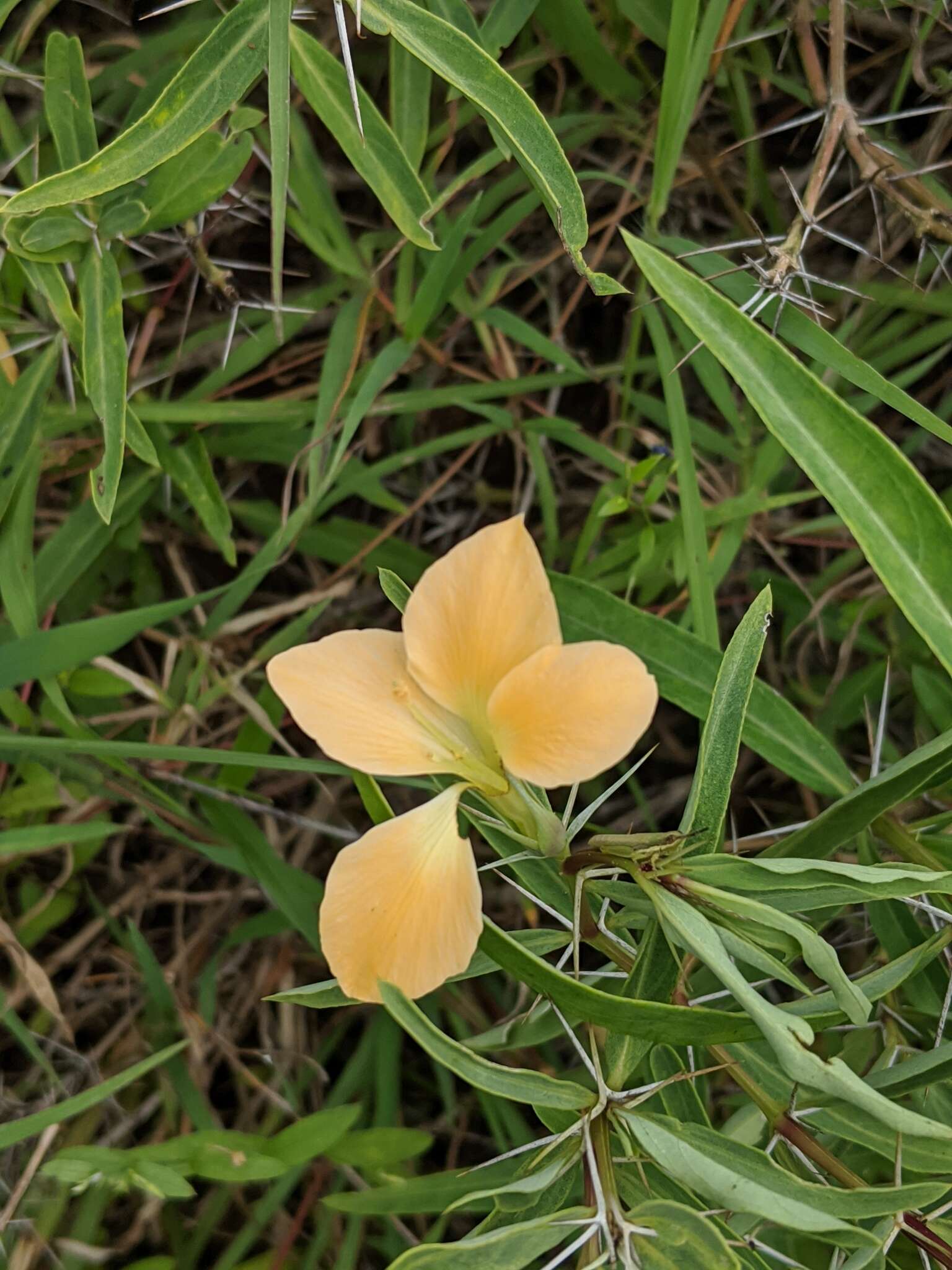 Image of porcupine flower