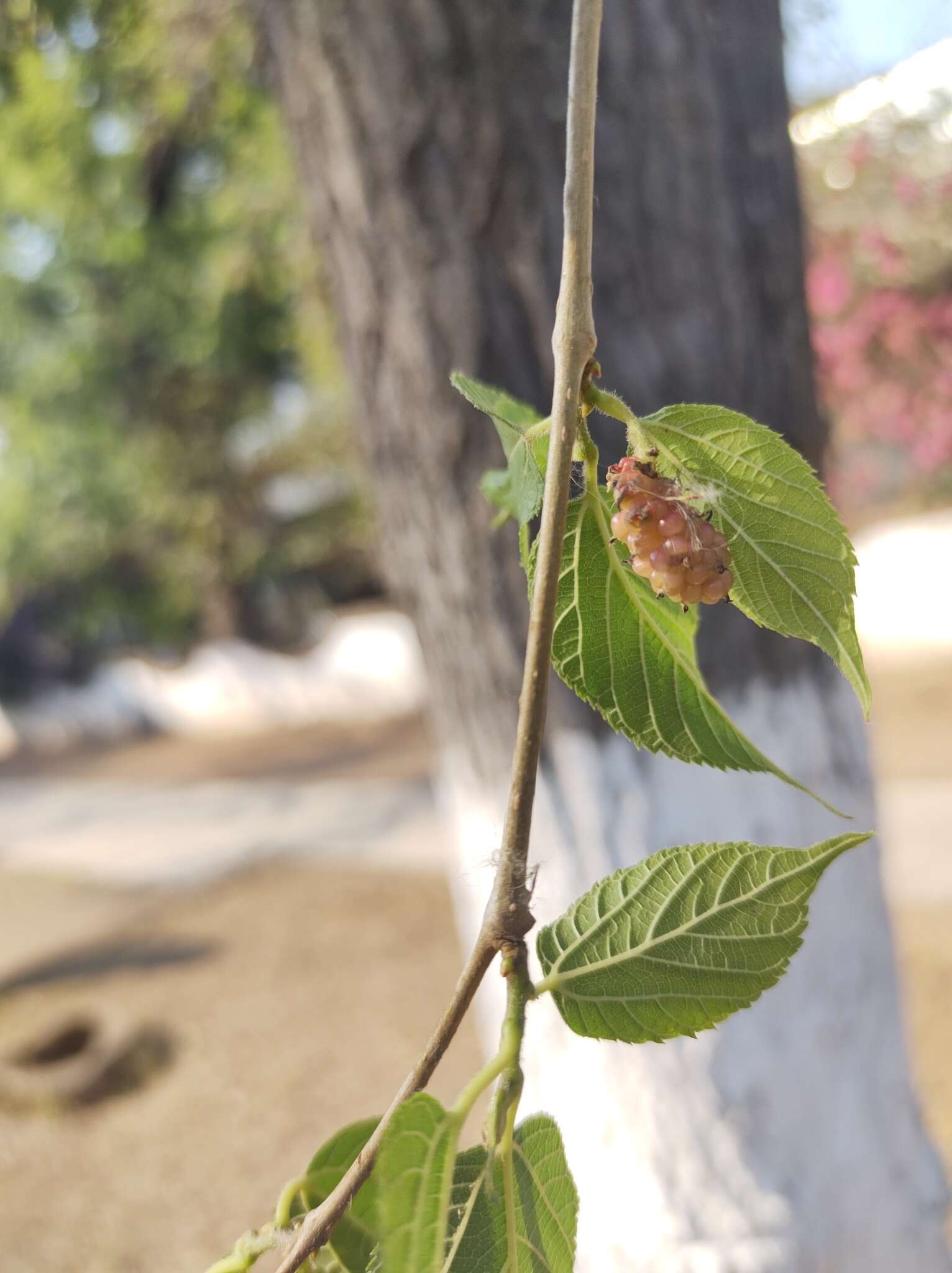 Image of Morus celtidifolia Kunth