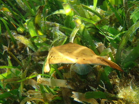 Image of Orbicular batfish