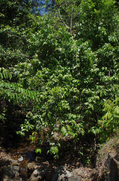 Image of Oxera splendida (F. Muell.) Gâteblé & Barrabé