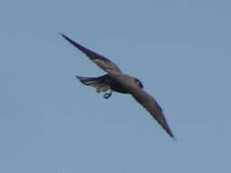 Image of Eurasian Hobby