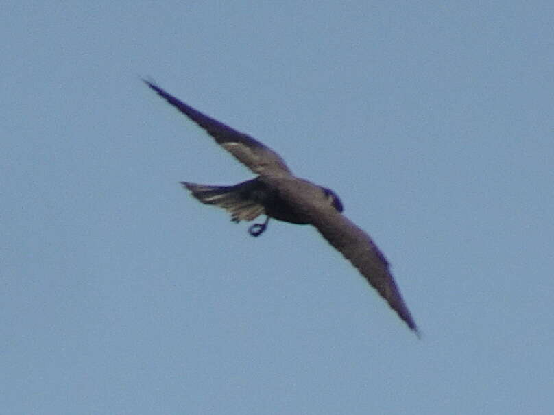 Image of Eurasian Hobby