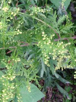 Image of sweet sagewort