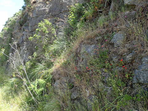 صورة Clarkia concinna subsp. raichei G. A. Allen, V. S. Ford & L. D. Gottlieb