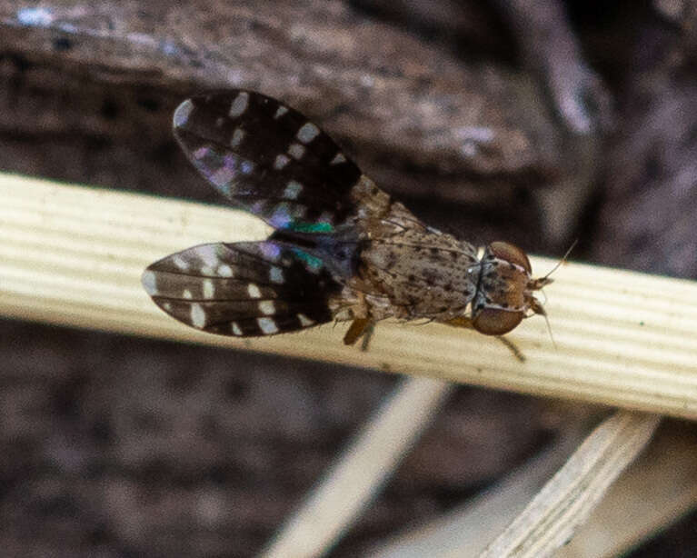 Image of Trixoscelis polita (Malloch 1931)