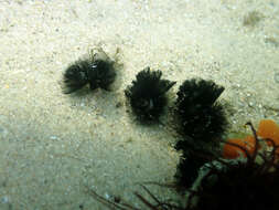 Image of Brown whirl tubeworm