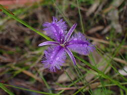 Image of Thysanotus juncifolius (Salisb.) J. H. Willis & Court