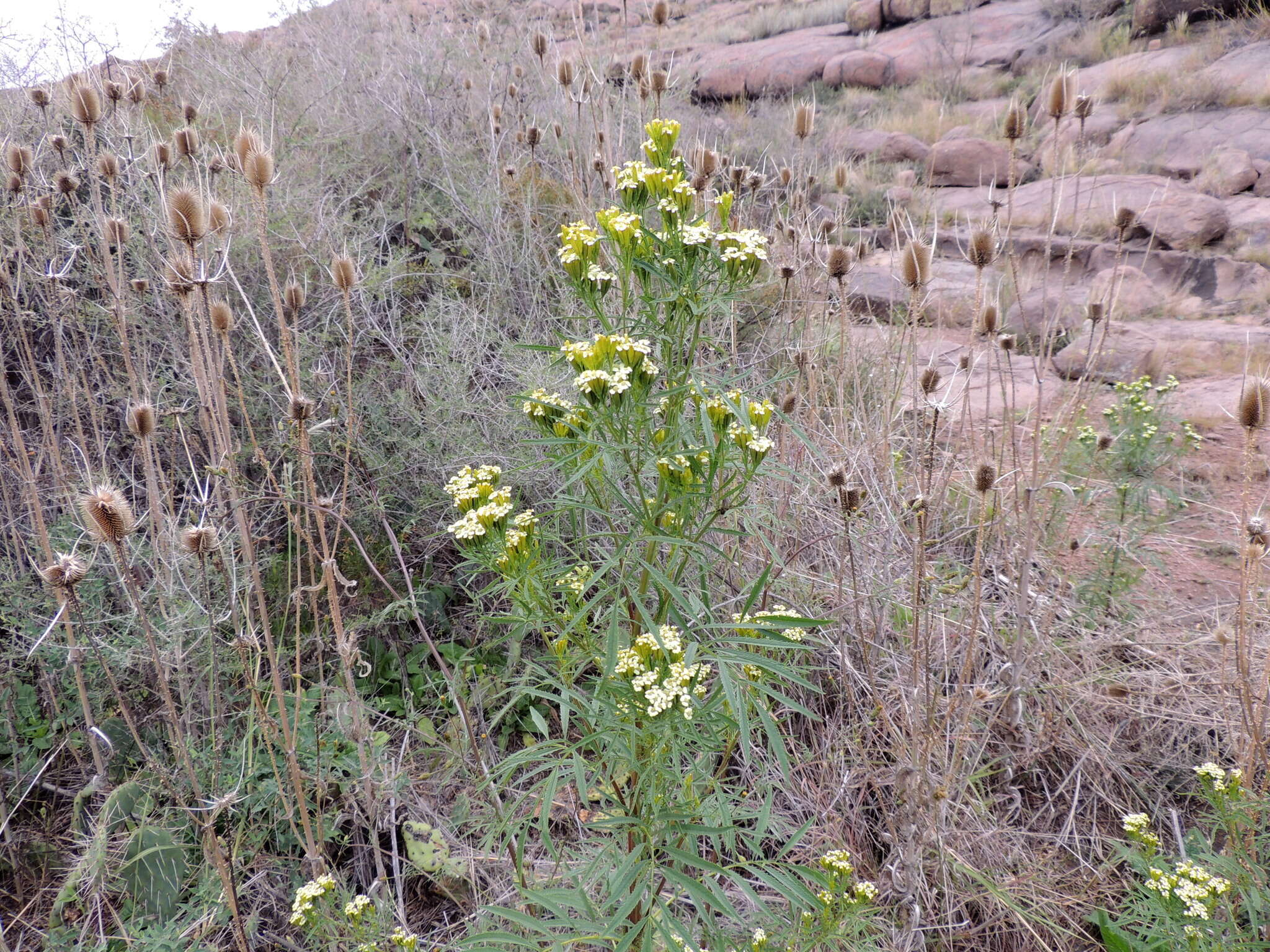 Слика од Tagetes minuta L.