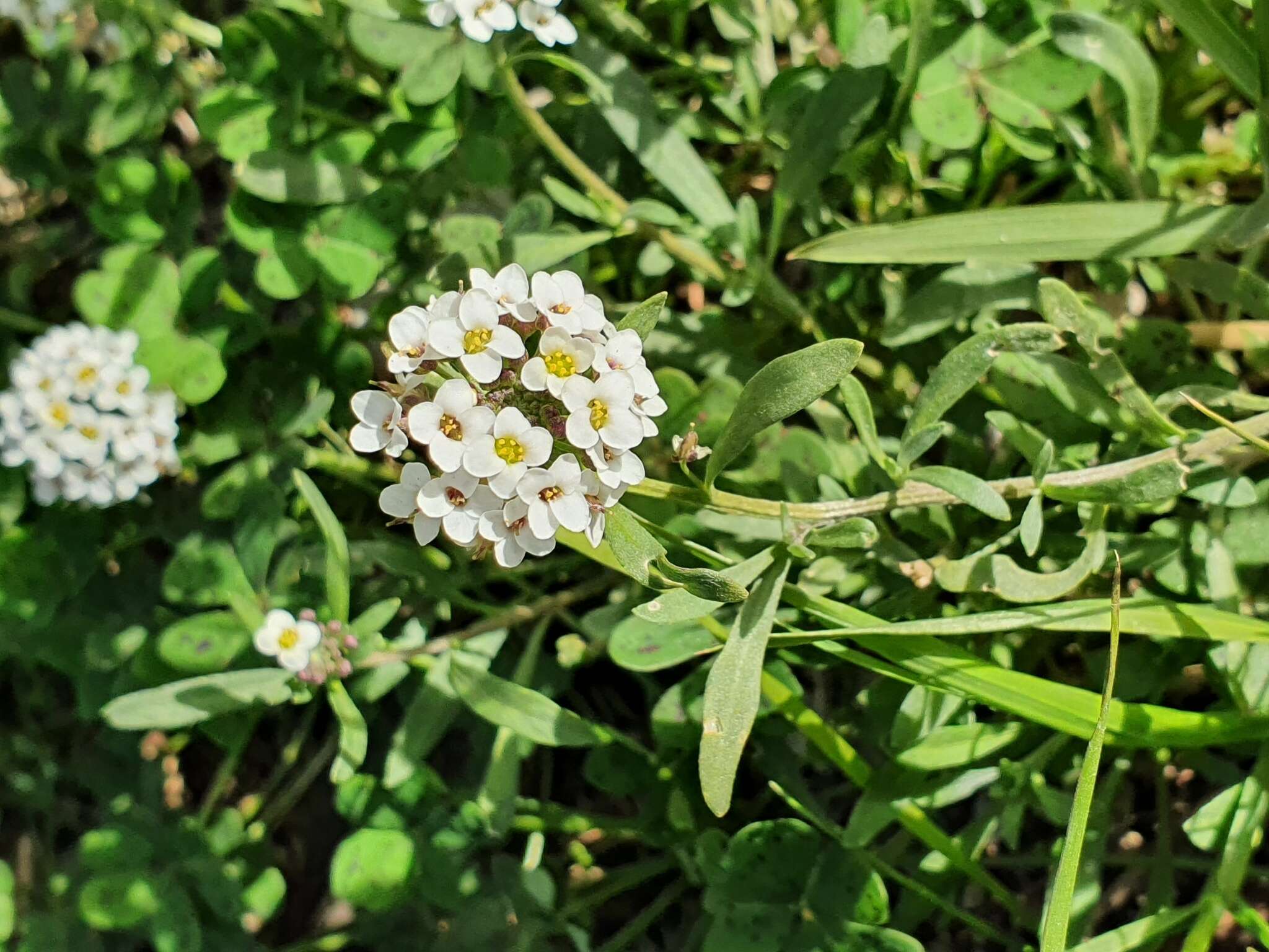 Plancia ëd Lobularia maritima subsp. maritima