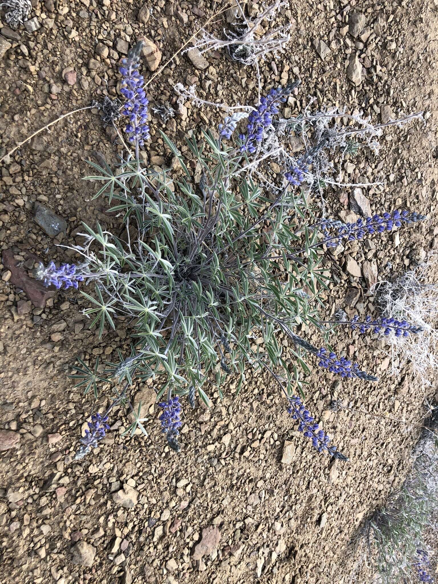 Imagem de Lupinus argenteus var. palmeri (S. Watson) Barneby