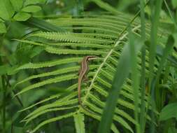 Image of Kuhne’s Grass Lizard