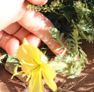 Image of showy evening primrose