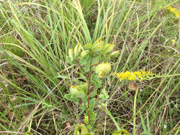 Imagem de Hypericum crux-andreae (L.) Crantz