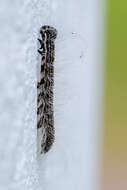 Image of Walnut Caterpillar Moth