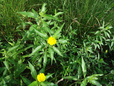 Ludwigia grandiflora (Michaux) Greuter & Burdet resmi