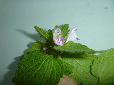 Image of purple archangel