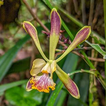 Image of Encyclia alata (Bateman) Schltr.