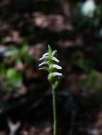 Image of October lady's tresses