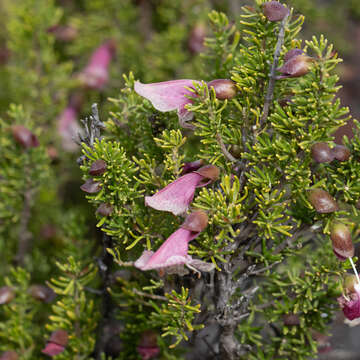 Image of Prostanthera florifera B. J. Conn