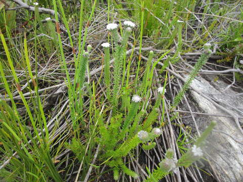 Image of Phylica curvifolia (Presl) Pillans ex Fourc.