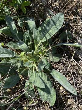 Imagem de Stachys cretica subsp. salviifolia (Ten.) Rech. fil.