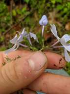 Image of wild blue phlox