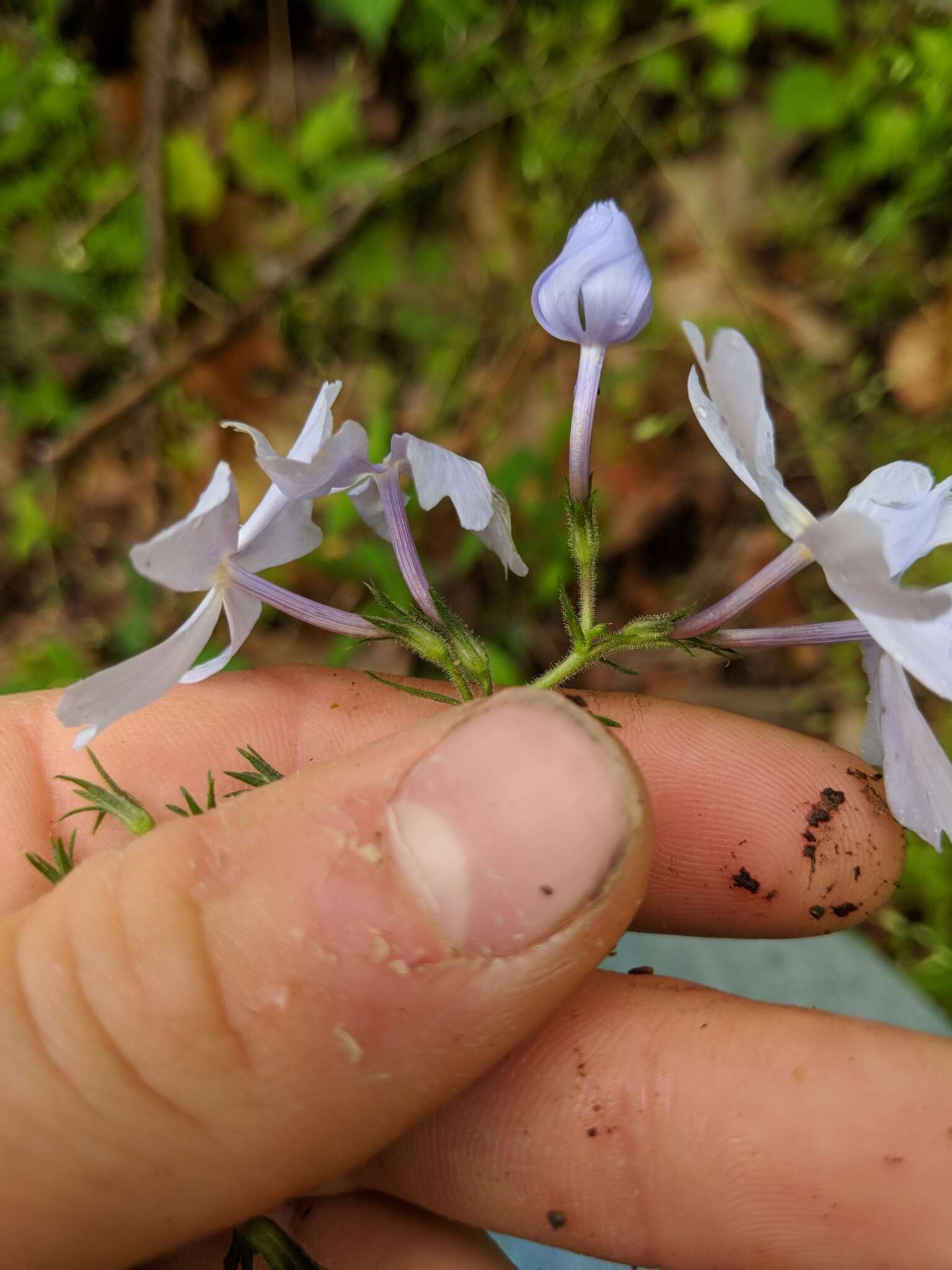 Image of wild blue phlox